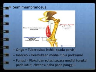  Semimembranosus 
– Origo = Tuberositas ischial (pada pelvis) 
– Insersio = Permukaan medial tibia proksimal 
– Fungsi = Fleksi dan rotasi secara medial tungkai 
pada lutut, ekstensi paha pada panggul. 
 