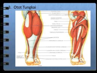 3. Otot Tungkai 
 
