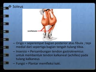  Soleus 
– Origo = seperempat bagian posterior atas fibula ; tepi 
medial dari sepertiga bagian tengah tulang tibia. 
– Insersio = Persambungan tendon gastroknemius 
untuk membentuk tendon kalkaneal (achilles) pada 
tulang kalkaneus 
– Fungsi = Plantar memfleksi kaki. 
 