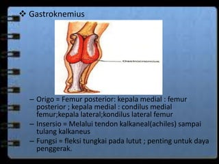  Gastroknemius 
– Origo = Femur posterior: kepala medial : femur 
posterior ; kepala medial : condilus medial 
femur;kepala lateral;kondilus lateral femur 
– Insersio = Melalui tendon kalkaneal(achiles) sampai 
tulang kalkaneus 
– Fungsi = fleksi tungkai pada lutut ; penting untuk daya 
penggerak. 
 
