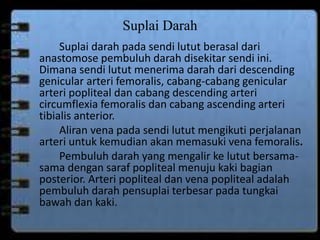 Suplai Darah 
Suplai darah pada sendi lutut berasal dari 
anastomose pembuluh darah disekitar sendi ini. 
Dimana sendi lutut menerima darah dari descending 
genicular arteri femoralis, cabang-cabang genicular 
arteri popliteal dan cabang descending arteri 
circumflexia femoralis dan cabang ascending arteri 
tibialis anterior. 
Aliran vena pada sendi lutut mengikuti perjalanan 
arteri untuk kemudian akan memasuki vena femoralis. 
Pembuluh darah yang mengalir ke lutut bersama-sama 
dengan saraf popliteal menuju kaki bagian 
posterior. Arteri popliteal dan vena popliteal adalah 
pembuluh darah pensuplai terbesar pada tungkai 
bawah dan kaki. 
 