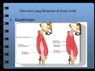 Otot-otot yang Berperan di Knee Joint 
1. Quadriceps 
 
