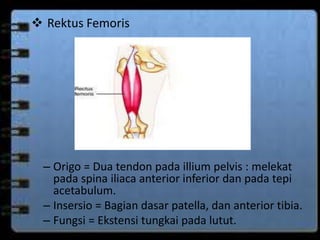  Rektus Femoris 
– Origo = Dua tendon pada illium pelvis : melekat 
pada spina iliaca anterior inferior dan pada tepi 
acetabulum. 
– Insersio = Bagian dasar patella, dan anterior tibia. 
– Fungsi = Ekstensi tungkai pada lutut. 
 