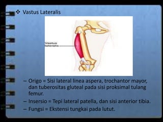  Vastus Lateralis 
– Origo = Sisi lateral linea aspera, trochantor mayor, 
dan tuberositas gluteal pada sisi proksimal tulang 
femur. 
– Insersio = Tepi lateral patella, dan sisi anterior tibia. 
– Fungsi = Ekstensi tungkai pada lutut. 
 