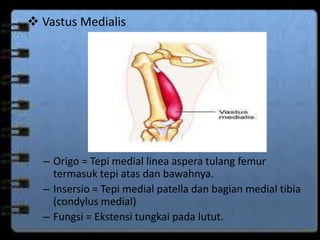  Vastus Medialis 
– Origo = Tepi medial linea aspera tulang femur 
termasuk tepi atas dan bawahnya. 
– Insersio = Tepi medial patella dan bagian medial tibia 
(condylus medial) 
– Fungsi = Ekstensi tungkai pada lutut. 
 
