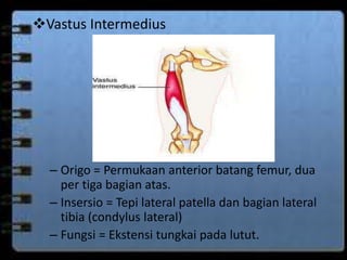 Vastus Intermedius 
– Origo = Permukaan anterior batang femur, dua 
per tiga bagian atas. 
– Insersio = Tepi lateral patella dan bagian lateral 
tibia (condylus lateral) 
– Fungsi = Ekstensi tungkai pada lutut. 
 