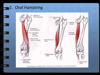 2. Otot Hamstring 
 