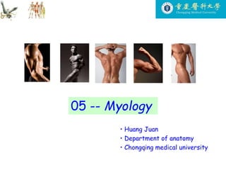 • Huang Juan
• Department of anatomy
• Chongqing medical university
05 -- Myology
 