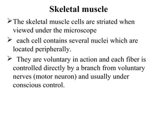 Skeletal muscle
 The skeletal muscle cells are striated when
  viewed under the microscope
 each cell contains several nuclei which are
  located peripherally.
 They are voluntary in action and each fiber is
  controlled directly by a branch from voluntary
  nerves (motor neuron) and usually under
  conscious control.
 