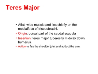 Teres Major

   • Aflat wide muscle and lies chiefly on the
     medialface of tricepsbrachi.
   • Origin: dorsal part of the caudal scapula
   • Insertion: teres major tuberosity midway down
     humerus
   • Action-to flex the shoulder joint and adduct the arm.
 