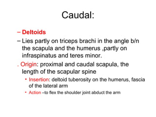Caudal:
– Deltoids
– Lies partly on triceps brachi in the angle b/n
  the scapula and the humerus ,partly on
  infraspinatus and teres minor.
. Origin: proximal and caudal scapula, the
  length of the scapular spine
   • Insertion: deltoid tuberosity on the humerus, fascia
     of the lateral arm
   • Action –to flex the shoulder joint abduct the arm
 