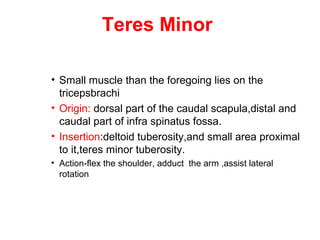 Teres Minor

• Small muscle than the foregoing lies on the
  tricepsbrachi
• Origin: dorsal part of the caudal scapula,distal and
  caudal part of infra spinatus fossa.
• Insertion:deltoid tuberosity,and small area proximal
  to it,teres minor tuberosity.
• Action-flex the shoulder, adduct the arm ,assist lateral
  rotation
 