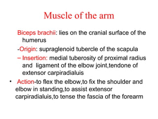 Muscle of the arm
   Biceps brachii: lies on the cranial surface of the
     humerus
   -Origin: supraglenoid tubercle of the scapula
   – Insertion: medial tuberosity of proximal radius
     and ligament of the elbow joint,tendone of
     extensor carpiradialuis
• Action-to flex the elbow,to fix the shoulder and
  elbow in standing,to assist extensor
  carpiradialuis,to tense the fascia of the forearm
 