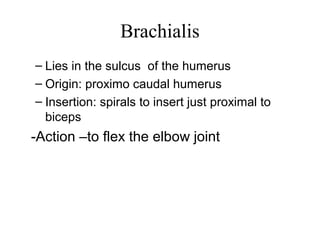 Brachialis
– Lies in the sulcus of the humerus
– Origin: proximo caudal humerus
– Insertion: spirals to insert just proximal to
  biceps
-Action –to flex the elbow joint
 