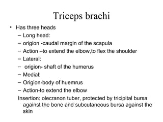 Triceps brachi
• Has three heads
   – Long head:
   – origion -caudal margin of the scapula
   – Action –to extend the elbow,to flex the shoulder
   – Lateral:
   – origion- shaft of the humerus
   – Medial:
   – Origion-body of huemrus
   – Action-to extend the elbow
   Insertion: olecranon tuber, protected by tricipital bursa
     against the bone and subcutaneous bursa against the
     skin
 