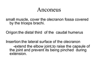 Anconeus
small muscle, cover the olecranon fossa covered
  by the triceps brachi.

Origon:the distal third of the caudal humerus

Insertion:the lateral surface of the olecranon
    -extend the elbow joint,to raise the capsule of
  the joint and prevent its being pinched during
  extension.
 
