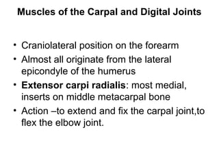 Muscles of the Carpal and Digital Joints


• Craniolateral position on the forearm
• Almost all originate from the lateral
  epicondyle of the humerus
• Extensor carpi radialis: most medial,
  inserts on middle metacarpal bone
• Action –to extend and fix the carpal joint,to
  flex the elbow joint.
 