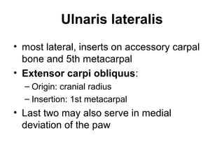 Ulnaris lateralis
• most lateral, inserts on accessory carpal
  bone and 5th metacarpal
• Extensor carpi obliquus:
  – Origin: cranial radius
  – Insertion: 1st metacarpal
• Last two may also serve in medial
  deviation of the paw
 
