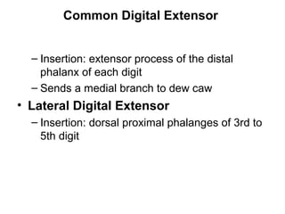 Common Digital Extensor


  – Insertion: extensor process of the distal
    phalanx of each digit
  – Sends a medial branch to dew caw
• Lateral Digital Extensor
  – Insertion: dorsal proximal phalanges of 3rd to
    5th digit
 