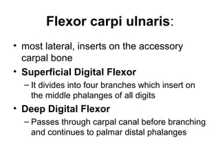 Flexor carpi ulnaris:
• most lateral, inserts on the accessory
  carpal bone
• Superficial Digital Flexor
  – It divides into four branches which insert on
    the middle phalanges of all digits
• Deep Digital Flexor
  – Passes through carpal canal before branching
    and continues to palmar distal phalanges
 