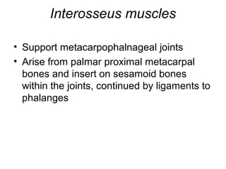 Interosseus muscles

• Support metacarpophalnageal joints
• Arise from palmar proximal metacarpal
  bones and insert on sesamoid bones
  within the joints, continued by ligaments to
  phalanges
 