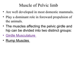 Muscle of Pelvic limb
• Are well developed in most domestic mammals.
• Play a dominant role in foreward propulsion of
  the animals.
• The muscles affecting the pelvic girdle and
  hip can be divided into two distinct groups:
• Girdle Musculature
• Rump Muscles
 