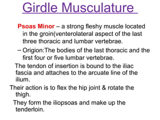 Girdle Musculature
   Psoas Minor – a strong fleshy muscle located
      in the groin(venterolateral aspect of the last
      three thoracic and lumbar vertebrae.
   – Origion:The bodies of the last thoracic and the
      first four or five lumbar vertebrae.
 The tendon of insertion is bound to the iliac
  fascia and attaches to the arcuate line of the
  ilium.
Their action is to flex the hip joint & rotate the
  thigh.
 They form the iliopsoas and make up the
  tenderloin.
 