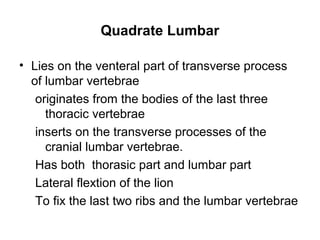 Quadrate Lumbar

• Lies on the venteral part of transverse process
  of lumbar vertebrae
   originates from the bodies of the last three
     thoracic vertebrae
   inserts on the transverse processes of the
     cranial lumbar vertebrae.
   Has both thorasic part and lumbar part
   Lateral flextion of the lion
   To fix the last two ribs and the lumbar vertebrae
 