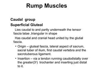 Rump Muscles

Caudal group
Superficial Gluteal
  Lies caudal to and partly underneath the tensor
 fascia latae ,triangular in shape
  Has caudal and cranial head united by the glutial
 fascia.
   • Origin – gluteal fascia, lateral aspect of sacrum,
     sacral tuber of ilium, first caudal vertebra and the
     sacrotuberous ligament.
   • Insertion – via a tendon running caudodistally over
     the greater(3rd) trochanter and inserting just distal
     to it.
 