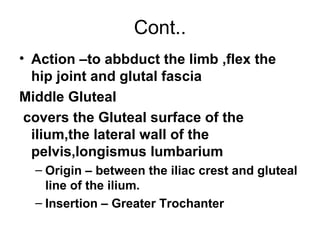 Cont..
• Action –to abbduct the limb ,flex the
  hip joint and glutal fascia
Middle Gluteal
 covers the Gluteal surface of the
  ilium,the lateral wall of the
  pelvis,longismus lumbarium
  – Origin – between the iliac crest and gluteal
    line of the ilium.
  – Insertion – Greater Trochanter
 