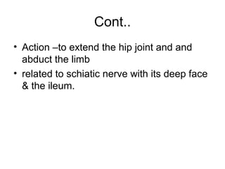 Cont..
• Action –to extend the hip joint and and
  abduct the limb
• related to schiatic nerve with its deep face
  & the ileum.
 
