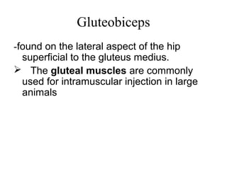 Gluteobiceps
-found on the lateral aspect of the hip
  superficial to the gluteus medius.
 The gluteal muscles are commonly
  used for intramuscular injection in large
  animals
 