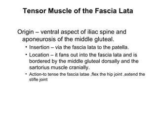 Tensor Muscle of the Fascia Lata

Origin – ventral aspect of iliac spine and
 aponeurosis of the middle gluteal.
   • Insertion – via the fascia lata to the patella.
   • Location – it fans out into the fascia lata and is
     bordered by the middle gluteal dorsally and the
     sartorius muscle cranially.
   • Action-to tense the fascia latae ,flex the hip joint ,extend the
     stifle joint
 