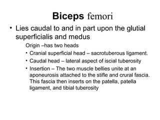 Biceps femori
• Lies caudal to and in part upon the glutial
  superficialis and medus
     Origin –has two heads
     • Cranial superficial head – sacrotuberous ligament.
     • Caudal head – lateral aspect of iscial tuberosity
     • Insertion – The two muscle bellies unite at an
       aponeurosis attached to the stifle and crural fascia.
       This fascia then inserts on the patella, patella
       ligament, and tibial tuberosity
 
