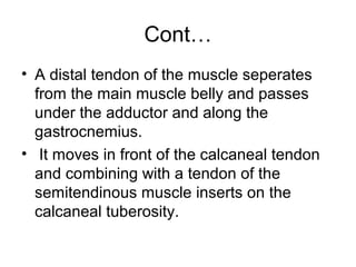 Cont…
• A distal tendon of the muscle seperates
  from the main muscle belly and passes
  under the adductor and along the
  gastrocnemius.
• It moves in front of the calcaneal tendon
  and combining with a tendon of the
  semitendinous muscle inserts on the
  calcaneal tuberosity.
 