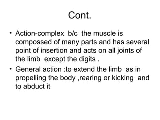 Cont.
• Action-complex b/c the muscle is
  compossed of many parts and has several
  point of insertion and acts on all joints of
  the limb except the digits .
• General action :to extend the limb as in
  propelling the body ,rearing or kicking and
  to abduct it
 