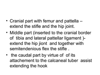 • Cranial part with femur and pattella –
  extend the stifle and the hip joint.
• Middle part (inserted to the cranial border
  of tibia and lateral pattellar ligament )-
  extend the hip jiont and together with
  semitendenious flex the stifle .
• the caudal part by virtue of of its
  attachement to the calcaneal tuber assist
  extending the hook
 