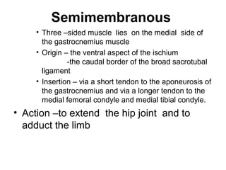 Semimembranous
     • Three –sided muscle lies on the medial side of
       the gastrocnemius muscle
     • Origin – the ventral aspect of the ischium
               -the caudal border of the broad sacrotubal
       ligament
     • Insertion – via a short tendon to the aponeurosis of
       the gastrocnemius and via a longer tendon to the
       medial femoral condyle and medial tibial condyle.
• Action –to extend the hip joint and to
  adduct the limb
 
