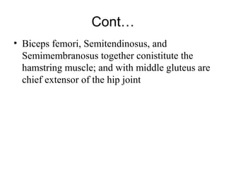 Cont…
• Biceps femori, Semitendinosus, and
  Semimembranosus together conistitute the
  hamstring muscle; and with middle gluteus are
  chief extensor of the hip joint
 