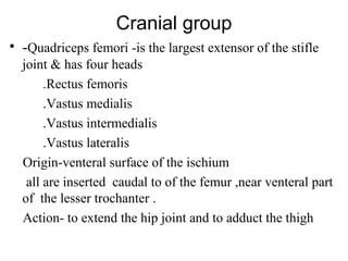 Cranial group
• -Quadriceps femori -is the largest extensor of the stifle
  joint & has four heads
       .Rectus femoris
       .Vastus medialis
       .Vastus intermedialis
       .Vastus lateralis
  Origin-venteral surface of the ischium
   all are inserted caudal to of the femur ,near venteral part
  of the lesser trochanter .
  Action- to extend the hip joint and to adduct the thigh
 