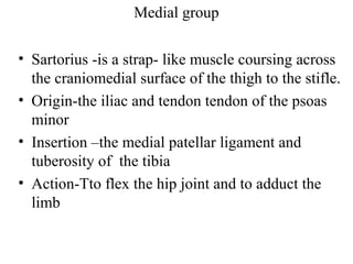 Medial group

• Sartorius -is a strap- like muscle coursing across
  the craniomedial surface of the thigh to the stifle.
• Origin-the iliac and tendon tendon of the psoas
  minor
• Insertion –the medial patellar ligament and
  tuberosity of the tibia
• Action-Tto flex the hip joint and to adduct the
  limb
 
