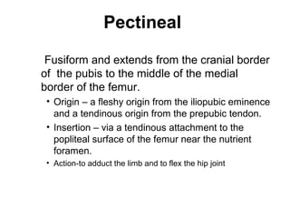Pectineal
 Fusiform and extends from the cranial border
of the pubis to the middle of the medial
border of the femur.
 • Origin – a fleshy origin from the iliopubic eminence
   and a tendinous origin from the prepubic tendon.
 • Insertion – via a tendinous attachment to the
   popliteal surface of the femur near the nutrient
   foramen.
 • Action-to adduct the limb and to flex the hip joint
 