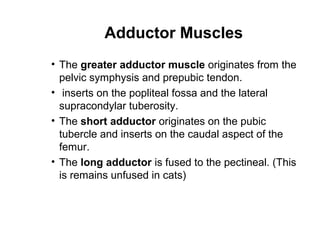 Adductor Muscles
• The greater adductor muscle originates from the
  pelvic symphysis and prepubic tendon.
• inserts on the popliteal fossa and the lateral
  supracondylar tuberosity.
• The short adductor originates on the pubic
  tubercle and inserts on the caudal aspect of the
  femur.
• The long adductor is fused to the pectineal. (This
  is remains unfused in cats)
 