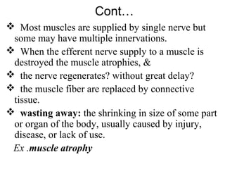 Cont…
 Most muscles are supplied by single nerve but
 some may have multiple innervations.
 When the efferent nerve supply to a muscle is
 destroyed the muscle atrophies, &
 the nerve regenerates? without great delay?
 the muscle fiber are replaced by connective
 tissue.
 wasting away: the shrinking in size of some part
 or organ of the body, usually caused by injury,
 disease, or lack of use.
 Ex .muscle atrophy
 