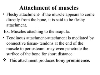 Attachment of muscles
• Fleshy attachment- if the muscle appears to come
  directly from the bone, it is said to be fleshy
  attachment.
 Ex. Muscles attaching to the scapula.
• Tendinous attachment-attachment is mediated by
  connective tissue- tendons at the end of the
  muscle to periosteum -may even penetrate the
  surface of the bone for short distance.
 This attachment produces bony prominence.
 