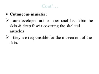 Cont’…
• Cutaneous muscles:
 are developed in the superficial fascia b/n the
  skin & deep fascia covering the skeletal
  muscles
 they are responsible for the movement of the
  skin.
 