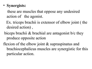 • Synergists:
   these are muscles that oppose any undesired
   action of the agonist.
  Ex. triceps brachii is extensor of elbow joint ( the
   desired action) ,
 biceps brachii & brachial are antagonist b/c they
   produce opposite action
flexion of the elbow joint & supraspinatus and
   brachiocephalicus muscles are synergistic for this
   particular action.
 