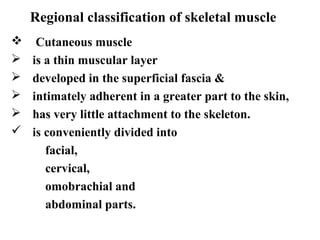 Regional classification of skeletal muscle
    Cutaneous muscle
   is a thin muscular layer
   developed in the superficial fascia &
   intimately adherent in a greater part to the skin,
   has very little attachment to the skeleton.
   is conveniently divided into
       facial,
       cervical,
       omobrachial and
       abdominal parts.
 