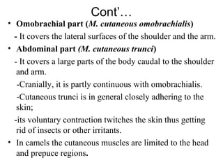 Cont’…
• Omobrachial part (M. cutaneous omobrachialis)
  - It covers the lateral surfaces of the shoulder and the arm.
• Abdominal part (M. cutaneous trunci)
  - It covers a large parts of the body caudal to the shoulder
   and arm.
   -Cranially, it is partly continuous with omobrachialis.
   -Cutaneous trunci is in general closely adhering to the
   skin;
  -its voluntary contraction twitches the skin thus getting
   rid of insects or other irritants.
• In camels the cutaneous muscles are limited to the head
   and prepuce regions.
 