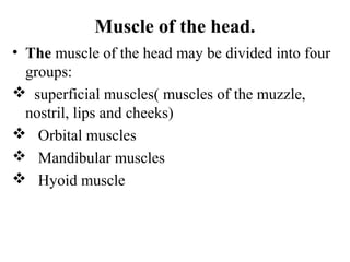 Muscle of the head.
• The muscle of the head may be divided into four
  groups:
 superficial muscles( muscles of the muzzle,
  nostril, lips and cheeks)
 Orbital muscles
 Mandibular muscles
 Hyoid muscle
 
